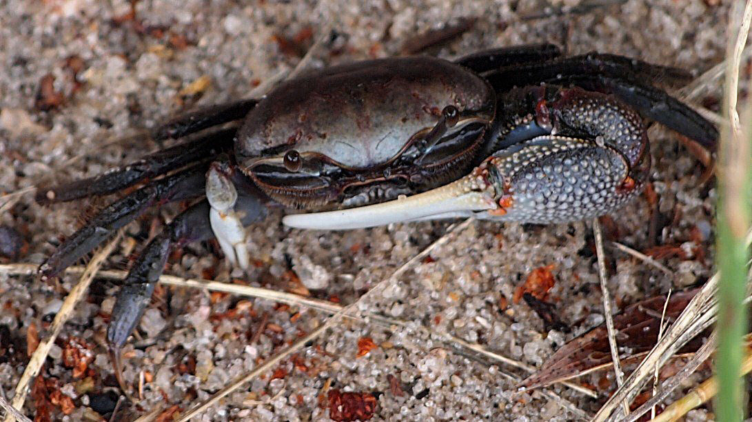 Crustaceans